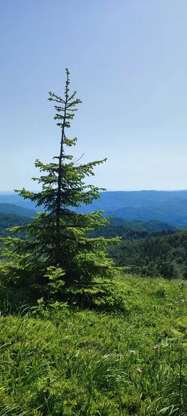 Forêt Verte Dans Les Montagnes — Photo