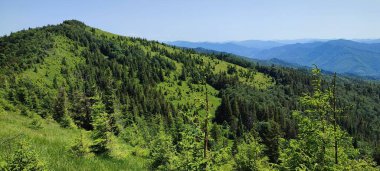 Vadideki yeşil orman. Dağın güzel manzarası. Dağlar. Karpatyalı.