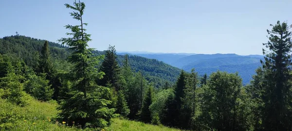 Green Pine Trees Forest Background — Stock Photo, Image