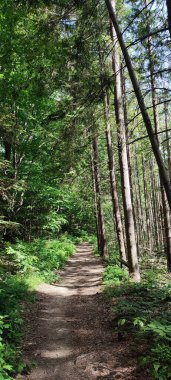 Ormanın içindeki patika.