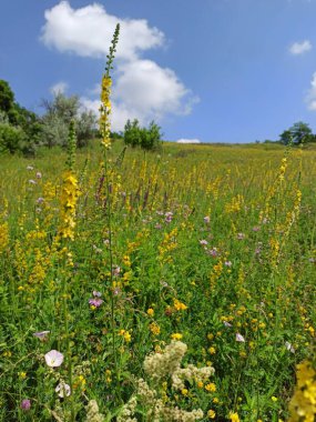 Tarladaki güzel çiçekler