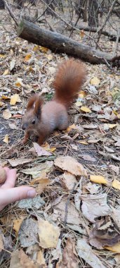 Sincap kırmızı ve siyah yaşamlar yiyor.