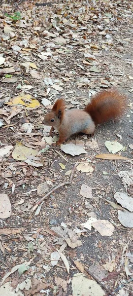 公园里森林里的松鼠 — 图库照片