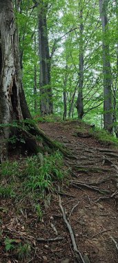 Polonya 'daki orman. Yaprak döken bir çam ağacında güzel ağaçlar.