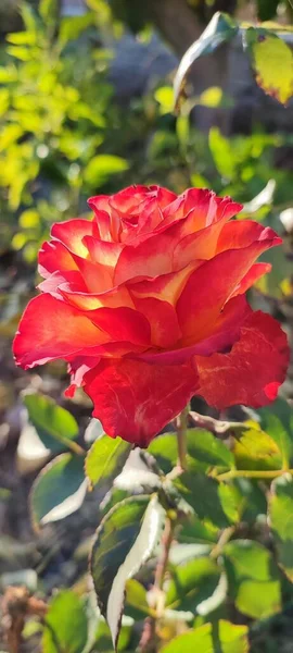 Hermosas Rosas Rojas Jardín —  Fotos de Stock