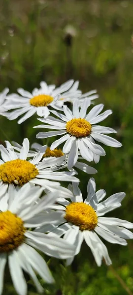 Bellissime Margherite Bianche Giardino — Foto Stock