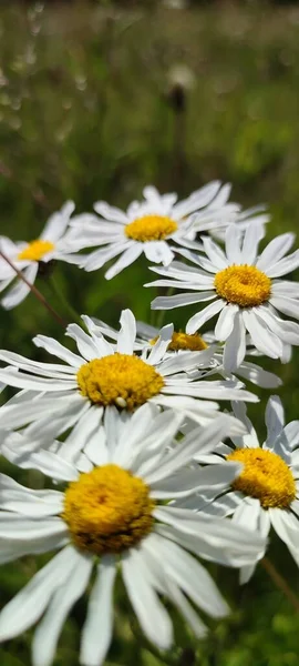 Bellissimi Fiori Giardino — Foto Stock