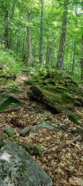 Dağlardaki güzel orman