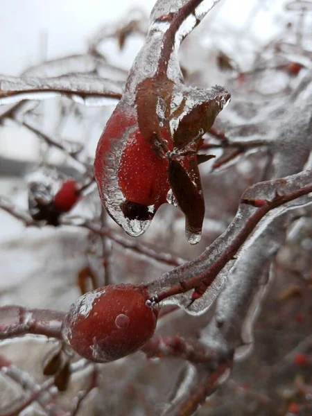 Close Frozen Red Berries Tree Winter — Fotografia de Stock