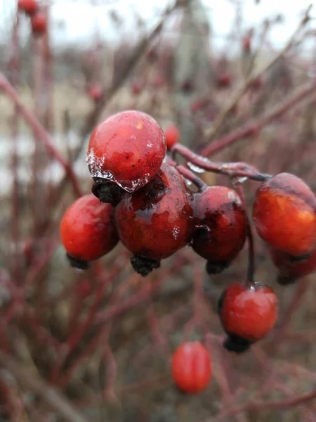 Rote Beeren Auf Einem Zweig Eines Baumes — Stockfoto