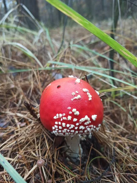 Amanita Muscaria Poisonous Mushroom Forest — Stock Photo, Image