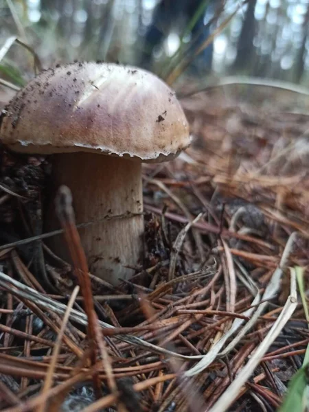 Närbild Bild Svamp Skogen — Stockfoto