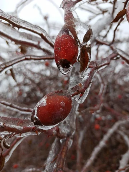 Bagas Vermelhas Ramo Neve — Fotografia de Stock