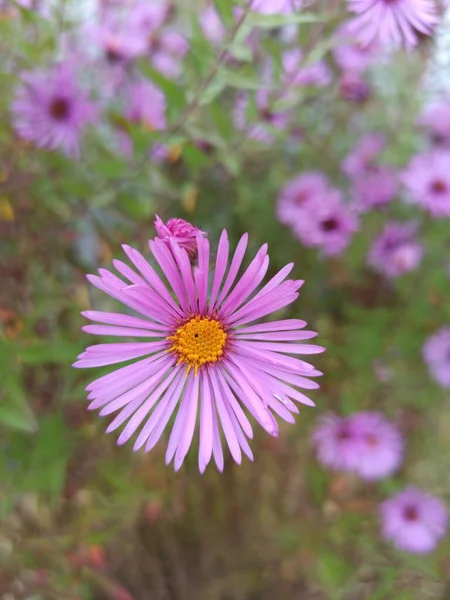 Bellissimi Fiori Giardino — Foto Stock