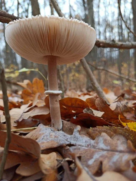 Cogumelos Floresta — Fotografia de Stock
