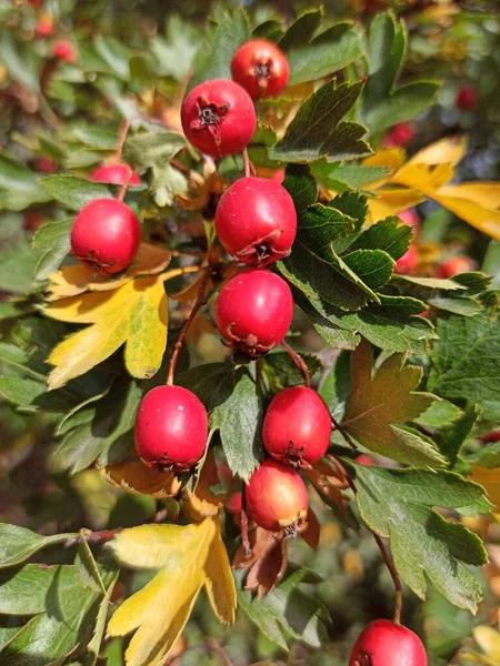 Red Berries Hawthorn Autumn Forest — Fotografia de Stock