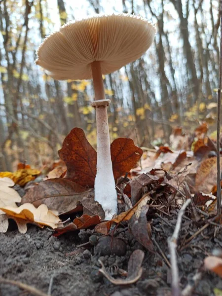 Svamp Skogen — Stockfoto