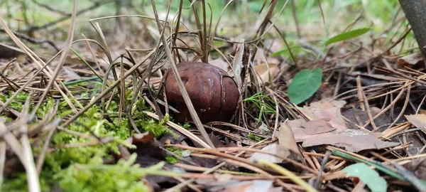 Hongo Bosque —  Fotos de Stock