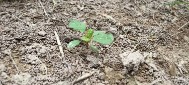 Güzel, genç ve yeşil bitki dy topraklarında yeni yakın plan fotoğraf güzelliği doğada büyüyen toprak küçük yaz