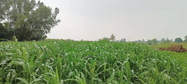 Beautiful picture of pakistan village life new closeup picture fields green plants trees outside countryside old village