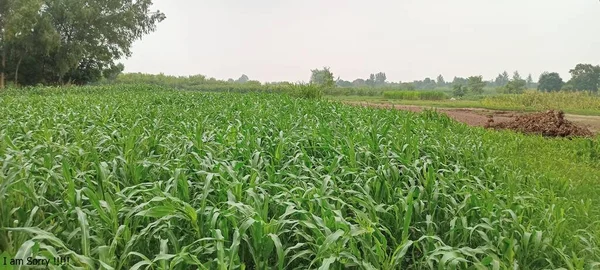 Beautiful Picture Pakistan Village Life New Closeup Picture Fields Green — Foto de Stock