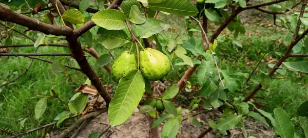 Organic guava fruit. green guava fruit hanging on tree in agriculture farm of pakistan in harvesting season. fruit for health. meal, lunch, dinner, breakfast food field and farms of guava trees beauty in nature