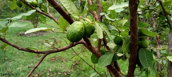 Organiczne Owoce Guawy Zielone Owoce Guawy Wiszące Drzewie Gospodarstwie Rolnym — Zdjęcie stockowe