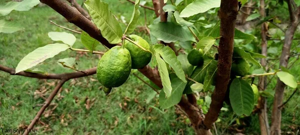 Organic guava fruit. green guava fruit hanging on tree in agriculture farm of pakistan in harvesting season. fruit for health. meal, lunch, dinner, breakfast food field and farms of guava trees beauty in nature
