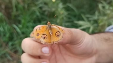 Güzel turuncu ve siyah renkli kelebek, arka planda bulanık arka planda bir çocuğun elinde oturuyor. Yeni yakın plan fotoğraf, vahşi yaşam güzelliği böcekleri.