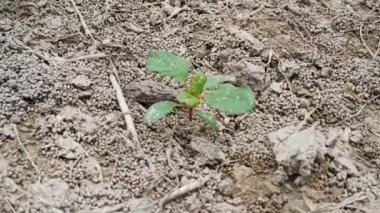 Güzel, genç ve yeşil bitki dy topraklarında yeni yakın plan fotoğraf güzelliği doğada büyüyen toprak küçük yaz