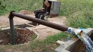 Organik guava meyvesi. Yeşil guava meyvesi hasat mevsiminde Pakistan 'ın tarım çiftliğinde ağaçta asılı duruyor. Sağlık için meyve. yemek, öğle yemeği, akşam yemeği, kahvaltı yemek tarlası ve guava ağaçlarının çiftlikleri doğadaki güzellik