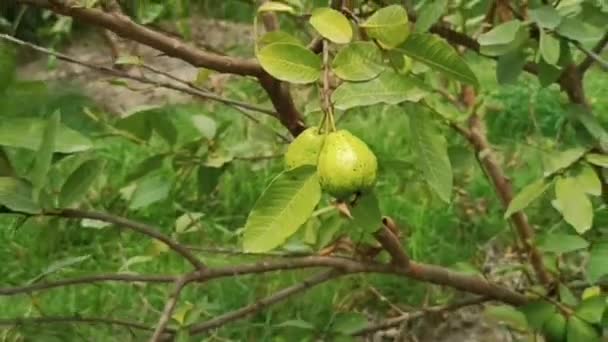 有机番石榴果 采收季节在农庄的树上挂着绿色番石榴果 水果换健康 早餐食物场和自然美丽的番石榴树农场 — 图库视频影像