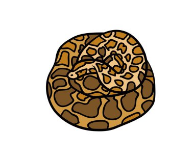 Colorful snake with white background new vector illustration graphics drawing animals wildlife nature silhouette mammals.