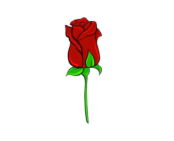 Beautiful Red Rose White Background Vector Illustration Drawing Closeup Flower — Vetor de Stock