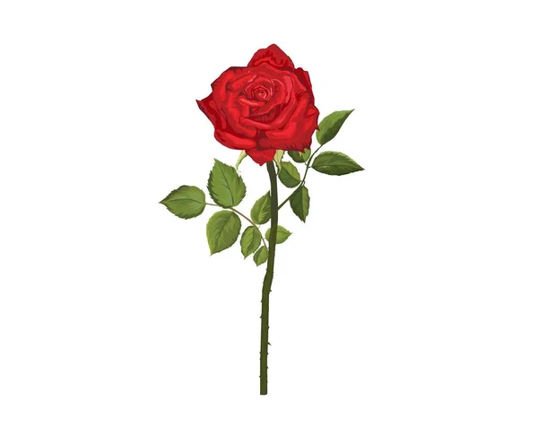 Όμορφο Κόκκινο Τριαντάφυλλο Λευκό Φόντο Διανυσματική Απεικόνιση Σχέδιο Closeup Από — Διανυσματικό Αρχείο