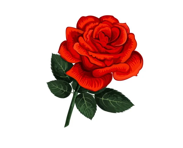 Beautiful Red Rose White Background Vector Illustration Drawing Closeup Flower — 스톡 벡터