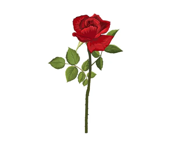 Красивая Красная Роза Белым Фоном Векторная Иллюстрация Рисование Крупным Планом — стоковый вектор