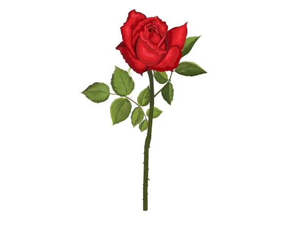 Красивая Красная Роза Белым Фоном Векторная Иллюстрация Рисование Крупным Планом — стоковый вектор