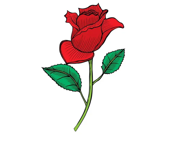 Beautiful Red Rose White Background Vector Illustration Drawing Closeup Flower — Vetor de Stock