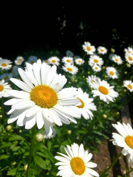 Gros Plan Des Marguerites Entièrement Fleuries Soleil — Photo