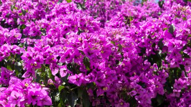 muhteşem mor menekşeler doğanın göz kamaştırıcı harika renkleri 1