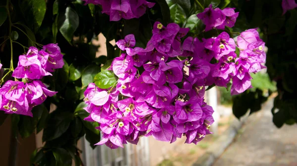 purple bougainvillea tree flowers leaves sunlight