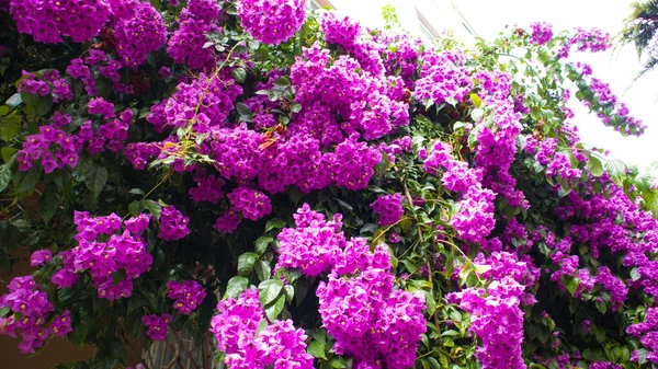Purple Bougainvillea Tree Flowers Leaves Sunlight — Photo