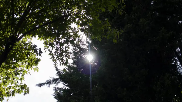Luz Solar Filtrando Através Das Árvores — Fotografia de Stock