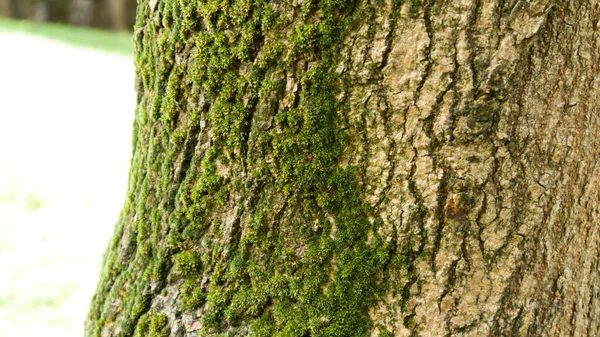 thick-skinned fissured bark and moss