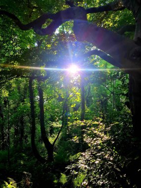 Güneş ışığı eski ormanlarda sürünüyor.