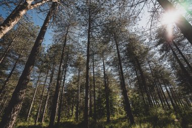 Les grands et hauts arbres de la foret de Fontainebleau, Fransa. Avrupa