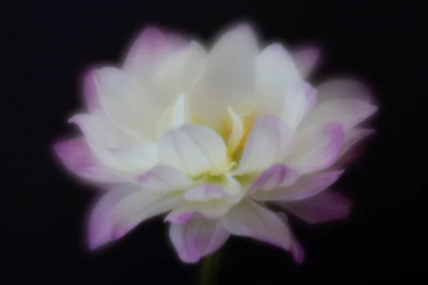 Dahlia Flower White Purple Close View — Stock Photo, Image