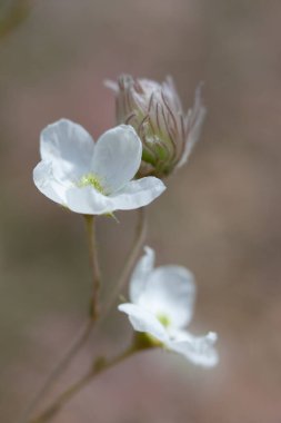 Apache Plume (Fallugia Paradoxa) ABD 'nin güneybatısında ve Meksika' nın kuzeyinde bulunan bir çiçek bitkisidir..