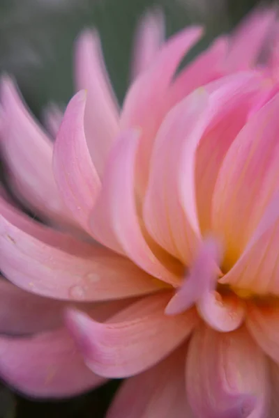 Dahlia Flower Macro Pink Side View — Photo